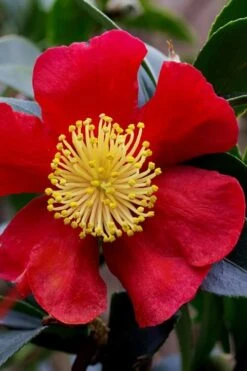 Yuletide Camellia Sasanqua - 2.5 Quart Pot -Garden Care camellia yuletide best 2