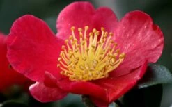 Yuletide Camellia Sasanqua - 6 Pack Of 1 Gallon Pots -Garden Care camellia yuletide flower closeup