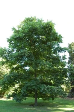 Hardy Pecan Tree (Carya Illinoinensis) - 3 Gallon Pot 12 Hardy Pecan Tree (Carya Illinoinensis) - 3 Gallon Pot -Garden Care carya illinionensis hardy pecan 2