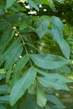 Hardy Pecan Tree (Carya Illinoinensis) - 3 Gallon Pot 13 Hardy Pecan Tree (Carya Illinoinensis) - 3 Gallon Pot -Garden Care carya illinionensis hardy pecan 5