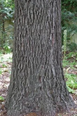 Hardy Pecan Tree (Carya Illinoinensis) - 3 Gallon Pot 15 Hardy Pecan Tree (Carya Illinoinensis) - 3 Gallon Pot -Garden Care carya illinionensis hardy pecan 6