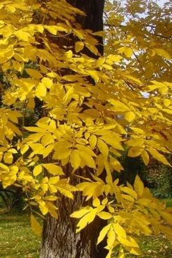 Hardy Pecan Tree (Carya Illinoinensis) - 3 Gallon Pot 14 Hardy Pecan Tree (Carya Illinoinensis) - 3 Gallon Pot -Garden Care carya illinionensis hardy pecan fall leaf color 4