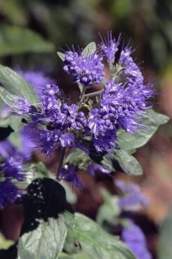 Dark Knight Blue Mist Shrub (Caryopteris) - 1 Gallon Pot -Garden Care caryopteris clandonensis dark knight blue mist shrub 1