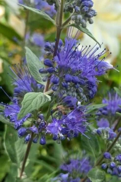 Dark Knight Blue Mist Shrub (Caryopteris) - 1 Gallon Pot -Garden Care caryopteris clandonensis dark knight blue mist shrub 3