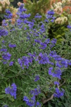 Dark Knight Blue Mist Shrub (Caryopteris) - 1 Gallon Pot -Garden Care caryopteris clandonensis dark knight blue mist shrub 6