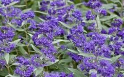 Dark Knight Blue Mist Shrub (Caryopteris) - 1 Gallon Pot -Garden Care caryopteris clandonensis dark knight blue mist shrub 7