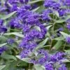 Dark Knight Blue Mist Shrub (Caryopteris) - 1 Gallon Pot