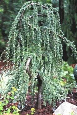 Serpentine Weeping Blue Atlas Cedar - 5 Gallon Pot 11 Serpentine Weeping Blue Atlas Cedar - 5 Gallon Pot -Garden Care ceadr blue atlas serpentine 1