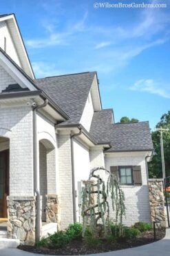 Serpentine Weeping Blue Atlas Cedar - 5 Gallon Pot 9 Serpentine Weeping Blue Atlas Cedar - 5 Gallon Pot -Garden Care cedar blue atlas serpentine 11