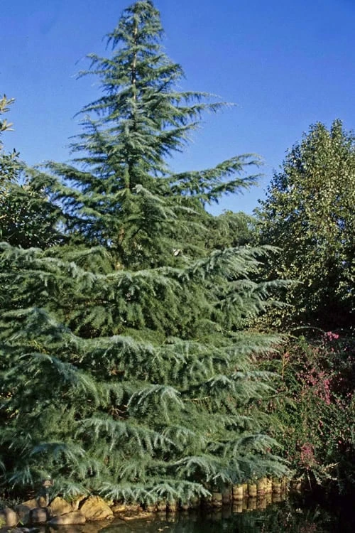 Deodar Cedar - 5 Gallon Pot (3-4') 5 Deodar Cedar - 5 Gallon Pot (3-4') - Image 5