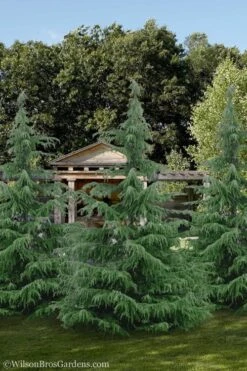 Deodar Cedar - 5 Gallon Pot (3-4') 11 Deodar Cedar - 5 Gallon Pot (3-4') -Garden Care cedar deodar 24