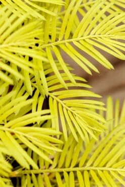 Golden Dragon Plum Yew (Cephalotaxus Harringtonia) - 1 Gallon Pot 11 Golden Dragon Plum Yew (Cephalotaxus Harringtonia) - 1 Gallon Pot -Garden Care cephalotaxus harringtonia golden dragon japanese yew 22