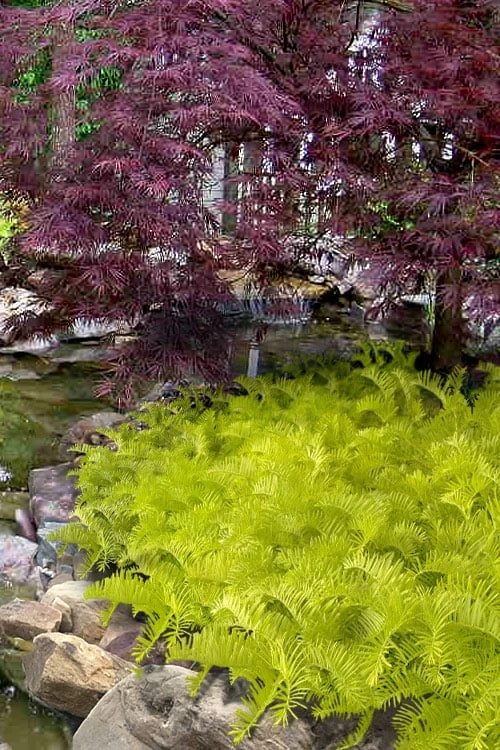 Golden Dragon Plum Yew (Cephalotaxus Harringtonia) - 3 Gallon Pot 1 Golden Dragon Plum Yew (Cephalotaxus Harringtonia) - 3 Gallon Pot