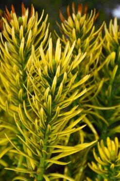 Korean Gold Plum Yew (Cephalotaxus) - 3 Gallon Pot -Garden Care cephalotaxus harringtonia korean gold japanese yew 13