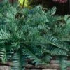 Creeping Japanese Plum Yew (Cephalotaxus Harringtonia 'Prostrata') - 6 Pack Of 1 Gallon Pots
