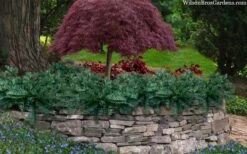 Creeping Japanese Plum Yew (Cephalotaxus Harringtonia 'Prostrata') - 6 Pack Of 1 Gallon Pots -Garden Care cephalotaxus harringtonia prostrata creeping japanese yew 33