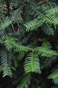 Japanese Plum Yew Tree (Cephalotaxus Harringtonia) - 3 Gallon Pot -Garden Care cephalotaxus harringtonia tree 2