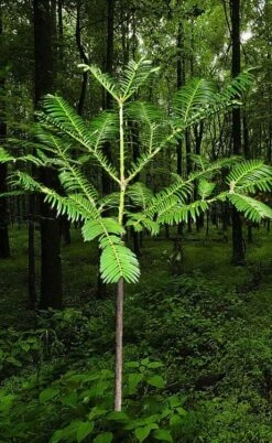 Japanese Plum Yew Tree (Cephalotaxus Harringtonia) - 3 Gallon Pot -Garden Care cephalotaxus harringtonia tree 6