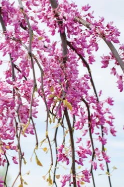 Golden Falls Weeping Redbud Tree - 3 Gallon Pot (2-3') -Garden Care cercis canadensis golden falls weeping redbud 4