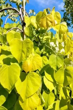 Golden Falls Weeping Redbud Tree - 3 Gallon Pot (2-3') -Garden Care cercis canadensis golden falls weeping redbud 5