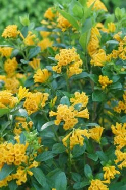Juiced Orange Jessamine (Cestrum Corymbosum) - 3 Pack Of Quart Pots -Garden Care cestrum juiced orange jessamine 1