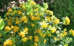 Juiced Orange Jessamine (Cestrum Corymbosum) - 3 Pack Of Quart Pots -Garden Care cestrum juiced orange jessamine 3