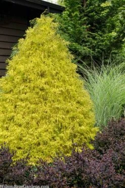 Gold Mop Threadleaf Cypress - 1 Gallon Pot