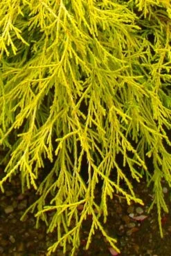 Gold Mop Threadleaf Cypress - 1 Gallon Pot -Garden Care chamaecyparis pisifera gold mop cypress 102