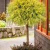 Gold Mop Threadleaf Cypress Tree (Standard Topiary) - 5 Gallon Pot