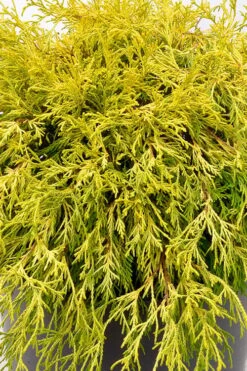 Gold Mop Threadleaf Cypress Tree (Standard Topiary) - 5 Gallon Pot -Garden Care chamaecyparis pisifera gold mop single trunk topiary tree 2
