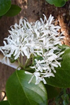 Tokyo Tower Chinese Fringe Tree (Chionanthus Retusus) - 7 Gallon Pot (5-6') -Garden Care chionanthus retusus tokyo tower chinese fringe tree 4