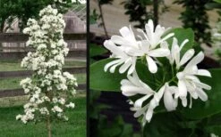 Tokyo Tower Chinese Fringe Tree (Chionanthus Retusus) - 7 Gallon Pot (5-6') -Garden Care chionanthus retusus tokyo tower chinese fringe tree 6