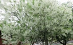 Grancy Graybeard - White Fringe Tree - 3 Gallon Pot -Garden Care chionanthus virginicus grancy greybeard multi stem tree 4