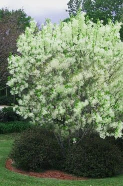 Grancy Graybeard - White Fringe Tree - 3 Gallon Pot -Garden Care chionanthus virginicus grancy greybeard multi stem tree 5