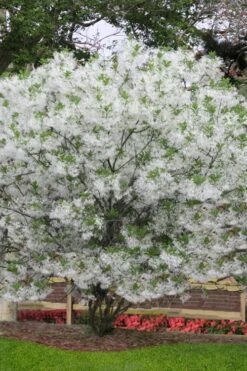 Grancy Graybeard - White Fringe Tree - 3 Gallon Pot -Garden Care chionanthus virginicus grancy greybeard multi stem tree 6