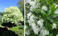 Grancy Graybeard - White Fringe Tree - 7 Gallon Pot (2-3') -Garden Care chionanthus virginicus grancy greybeard single stem tree 1
