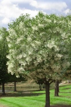Grancy Graybeard - White Fringe Tree - 7 Gallon Pot (2-3') -Garden Care chionanthus virginicus grancy greybeard single stem tree 2