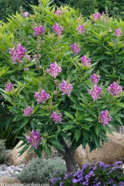 El Nino Desert Orchid (Chitalpa) - 3 Pack Of Quart Pots -Garden Care chitalpa el nino desert orchid 10