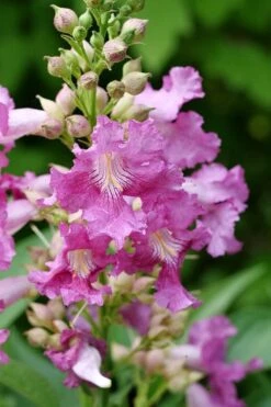 El Nino Desert Orchid (Chitalpa) - 3 Pack Of Quart Pots -Garden Care chitalpa el nino desert orchid 2