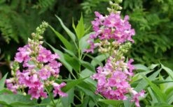 El Nino Desert Orchid (Chitalpa) - 3 Pack Of Quart Pots -Garden Care chitalpa el nino desert orchid 3