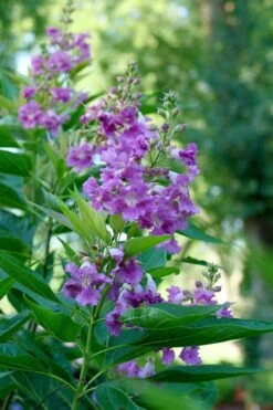 El Nino Desert Orchid (Chitalpa) - 3 Pack Of Quart Pots -Garden Care chitalpa el nino desert orchid 6