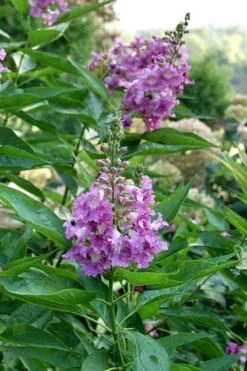 El Nino Desert Orchid (Chitalpa) - 3 Pack Of Quart Pots -Garden Care chitalpa el nino desert orchid 8