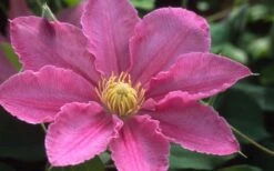 Abilene Clematis - 1 Gallon Pot -Garden Care clematis abilene 12