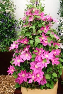 Abilene Clematis - 1 Gallon Pot -Garden Care clematis abilene 13