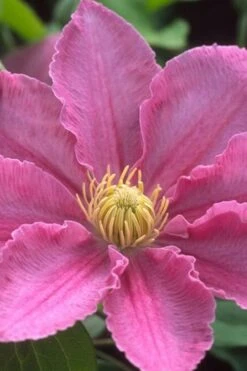 Abilene Clematis - 1 Gallon Pot -Garden Care clematis abilene 500x750 1