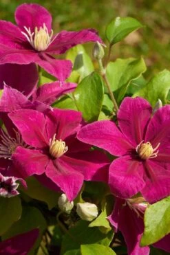 Acropolis Clematis - 1 Gallon Pot -Garden Care clematis acropolis 5