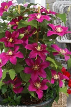 Acropolis Clematis - 1 Gallon Pot -Garden Care clematis acropolis 7