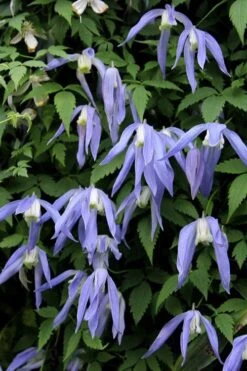 Blue Dancer Clematis - 1 Gallon Pot -Garden Care clematis alpina blue dancer 3