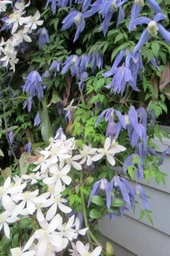 Blue Dancer Clematis - 1 Gallon Pot -Garden Care clematis alpina blue dancer 5