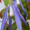 Blue Dancer Clematis - 1 Gallon Pot